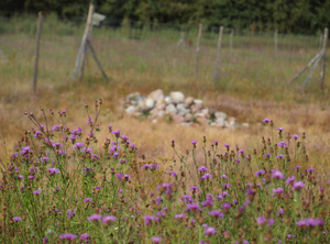 Blumen auf einer Wiese