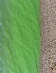 Blaualgen in der Schlei