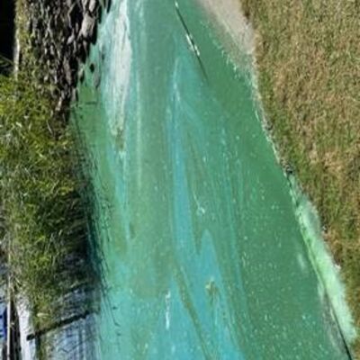 Blaualgen