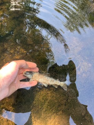 Eine Hand hält einen toten Fisch.