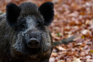 Schweinepest Bild